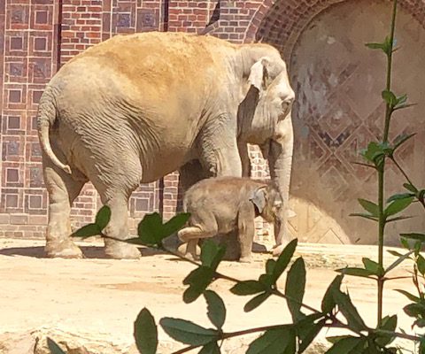 Büro Hitschfeld_Zeichen stehen auf wirtschaftlich gesund: FFV-Kuratorium des Zoo Leipzig mustern Zahlen und Elefantennachwuchs