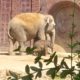 Büro Hitschfeld_Zeichen stehen auf wirtschaftlich gesund: FFV-Kuratorium des Zoo Leipzig mustern Zahlen und Elefantennachwuchs