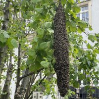 Bienen im Hitschfeld-Garten