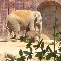 Büro Hitschfeld_Zeichen stehen auf wirtschaftlich gesund: FFV-Kuratorium des Zoo Leipzig mustern Zahlen und Elefantennachwuchs