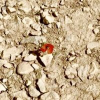 kleine rote Blume zwischen Steinen