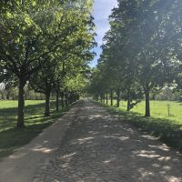 Allee mit grünen Bäumen und gepflasteter Straße